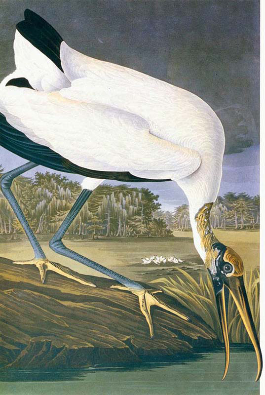 American Stork